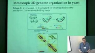 Higher-order chromatin structure: The role of Mediator