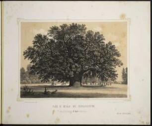 [Bl. 10] : Park zu Muskau. Die Hermannseiche, Stahlstich, um 1867 : Ansichten aus dem Park zu Muskau / [Naturz. u. lith. v. Arldt]. - Muskau i./d. Ober-Lausitz : Ahner ; Dresden : Braunsdorf , [circa 1867]. - [22] Bl. : überw. Ill. ; quer-8°. - Ausg. mit 21 Stahlstichen