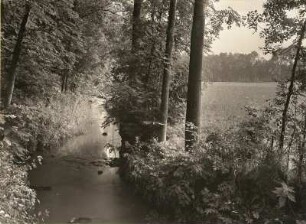 Ketzerbach unterhalb von Ziegenhain mit Ufervegetation