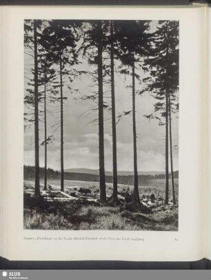 Forstort "Teufelsbad" an der Straße Oberhof-Tambach; in der Ferne der Große Inselsberg