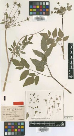 Arracacia bracteata J.M.Coult. & Rose [isotype]