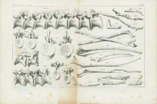 Tafel VIII