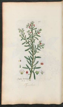 366. Daphne Gnidium
