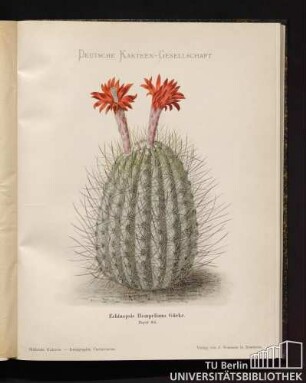 Tafel 85.Echinopsis Hempeliana Gürke.