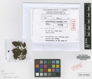 Jungermannia zantenii Amakawa [isotype]