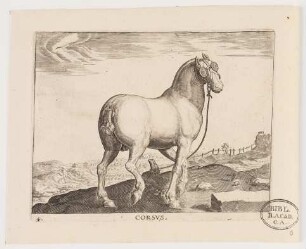 Pferd Corsus