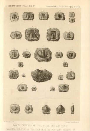 Dames Cambrische Trilobiten von Liau-tung ...