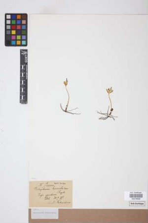 Botrychium lanceolatum