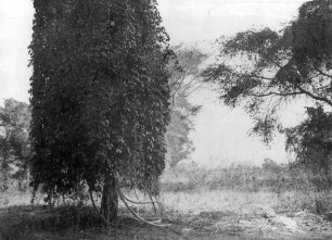 Vegetation