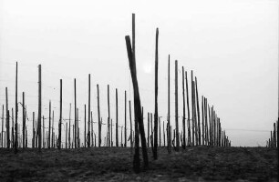 Batzenberg: Untergehende Sonne hinter Weinstöcken