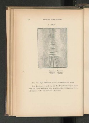 Fig. 542. Regio umbilicalis eines Erwachsenen von innen.