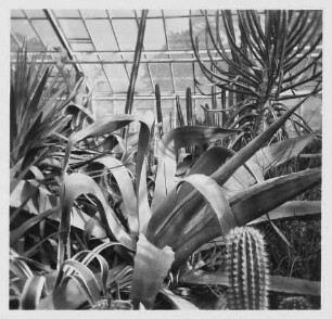 Dresden-Altstadt. Botanischer Garten. Im Sukkulentenhaus