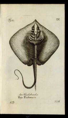 No 5. der Stachelroche. Raja Pastinaca.
