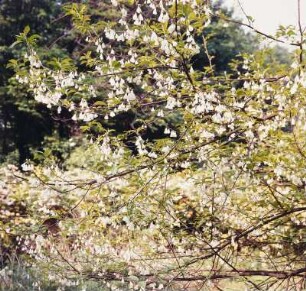 Schneeglöckchenbaum, Forstbotanischer Garten Tharandt : Blühender Schneeglöckchenbaum (Halesia carolina). Standort Forstbotanischer Garten Tharandt