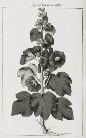 Rote einfache winter rosen, Seite 171