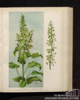 Rumex Patientia Linné. Englischer Spinat, Ampfer.
