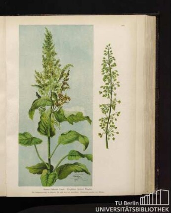 Rumex Patientia Linné. Englischer Spinat, Ampfer.
