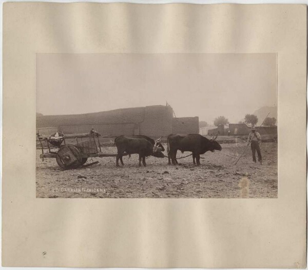 Farmer with oxcart