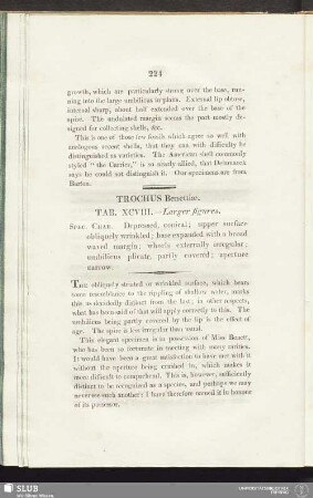 Trochus Benettiae. Tab. XCVIII. - Larger figures