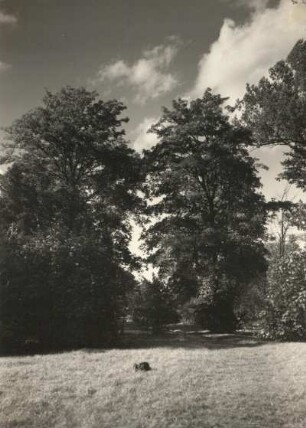 Pillnitz. Pillnitzer Elbinsel (Naturschutzgebiet). Spitzahorn im Nordosten der Insel
