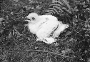 Weinböhla, Wespenbussard : Weinböhla. Junger Wespenbussard im Nest