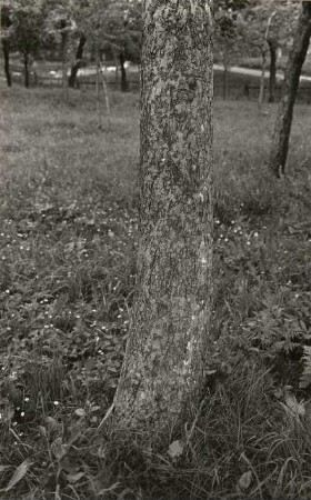 Kulturapfel (Malus domestica Borkh., Syn. Pyrus malus L.) in Steinbach (Kreis Dresden). Stamm