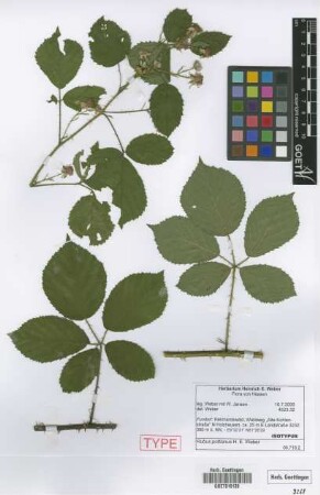 Rubus pottianus H.E.Weber [isotype]