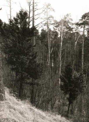 Europäische Eibe (Taxus baccata), auch Gemeine Eibe oder nur Eibe. Bestand im Naturschutzgebiet Rothstein bei Löbau