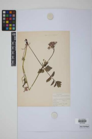 Pimpinella saxifraga L.