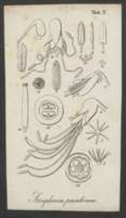 Pflanzenbild 4