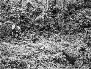 Dichte Vegetation : Blick auf dichte Vegetation