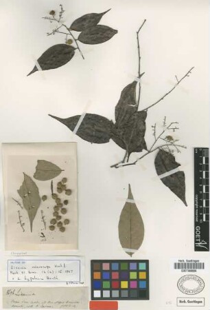 Licania microcarpa Hook. f. [isotype]