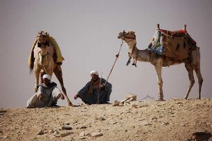 Kairo - Kamele und Männer : An den Pyramiden bieten Männer ihre Kamele Touristen zu kurzen Ritten an, aufgenommen 2006 bei Kairo