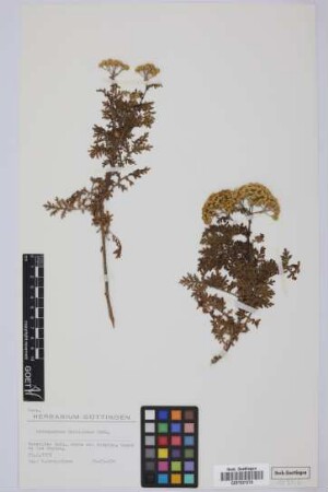 Gonospermum fruticosum (Buch) Less.