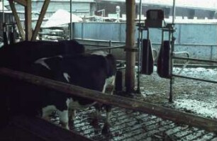 Fotografie: Tierproduktionsverfahren, Spaltenboden, Selektionstor