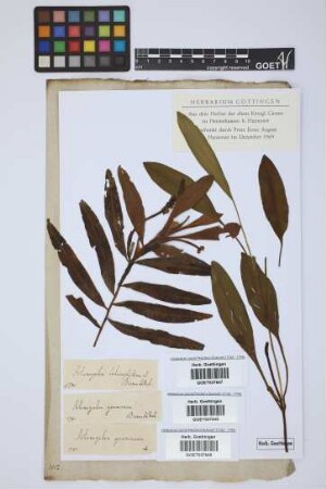 Potamogeton gramineus L.