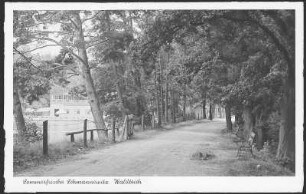 Schmannewitz. Waldteich