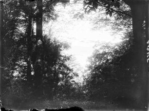 Wald : Blick in den Sonnen beschienen Wald