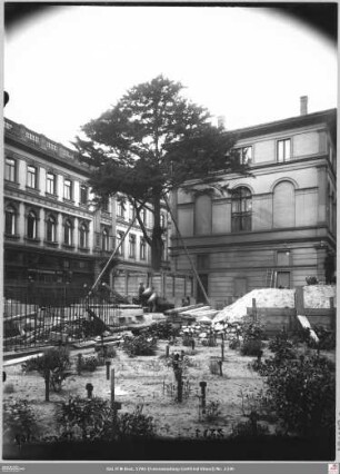 Gehobene Eibe an der Senckenbergischen Bibliothek (angeschnitten), fertig zum Transport