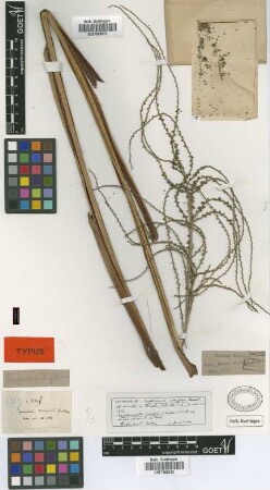 Copernicia wrightii Griseb. & H.Wendl.