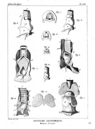Pl. LXI. Systême Anatomique. Homme, Larynx.
