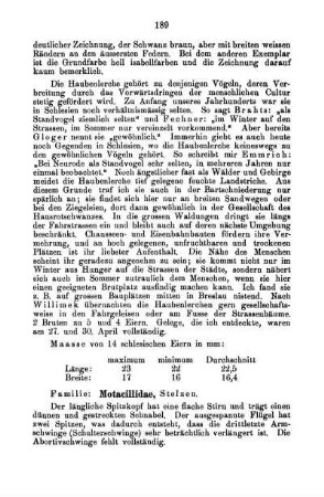 Familie: Motacillidae, Stelzen.