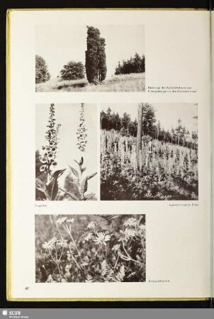Hoch ragt der Wacholderbaum von Obergettengrün in den Sommerhimmel