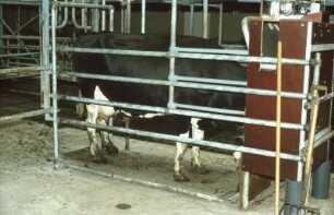 Fotografie: Abrufstation, Liegeboxenlaufstall, Milchviehhaltung