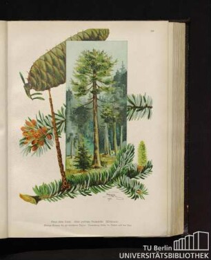 Pinus abies Linné. Abies pectinata Decandolle. Weißtanne.