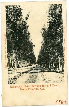Pomona. Eucalyptus Drive through Richard Ranch, North Pomona, Cal.