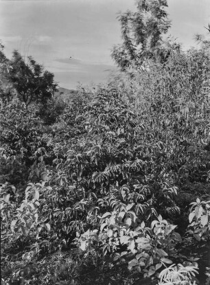 Büsche und Sträucher : Dichte Strauch- und Buschvegetation