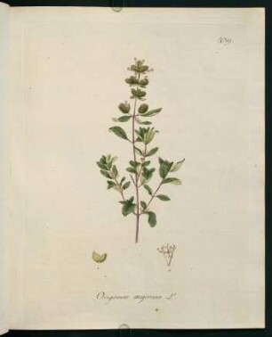 Origanum majorana L.
