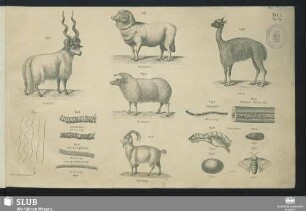 Taf. 1. Fig. 1-15