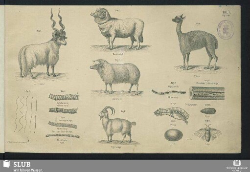 Taf. 1. Fig. 1-15